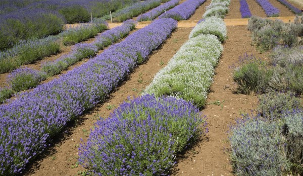 Lavender plants at Norfolk Lavender garden centre attraction, Heacham, Norfolk, England, United