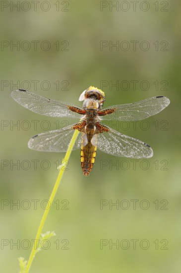 Broad-bodied chaser (Libellula depressa), female, Provence, Southern France