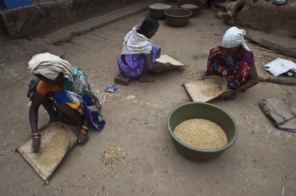 Tribal women sorting peas, collective work made by women, Bastar region, Chhattisgarh, India.
