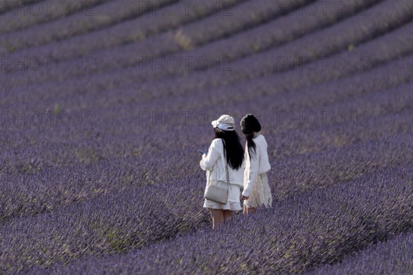 Flowering lavender field (Lavandula angustifolia) with two tourists, Plateau de Valensole,