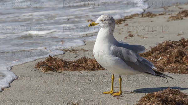 Seagull at waterline of sand beach at Reddington Shores, Florida, USA, North America