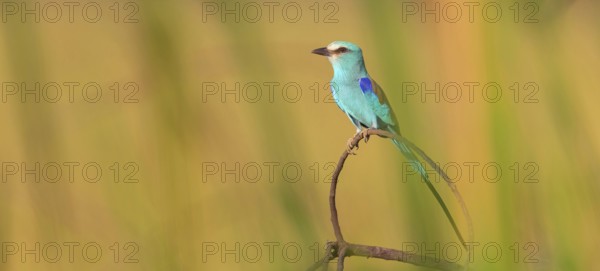 Abyssinian roller (Coracias abyssinica), Kuntaur rice fields, Kuntaur, South Bank, Gambia, Africa