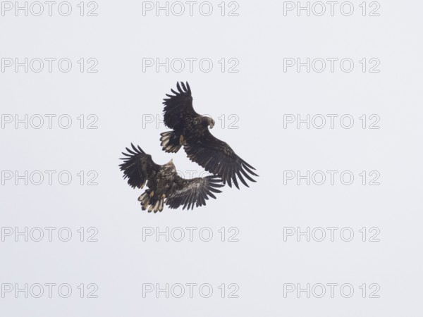 White Tailed Sea Eagle (Haliaeetus albicilla) two immatures in flight, squabbling over offal, May,