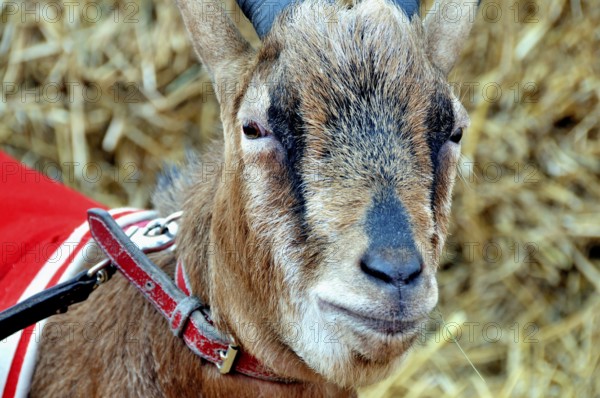 Hennes the VIII, the mascot of 1. FC Köln, RheinEnergie Stadium, Cologne, North Rhine-Westphalia,