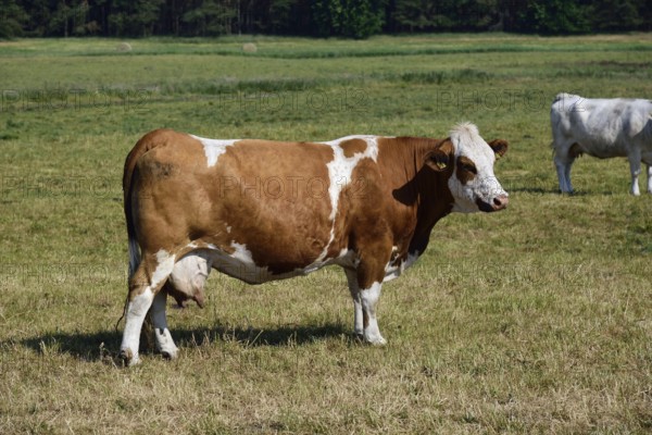 Europe, Germany, Mecklenburg-Western Pomerania, Dairy cows on the pasture near Göhren-Lebbin, Red