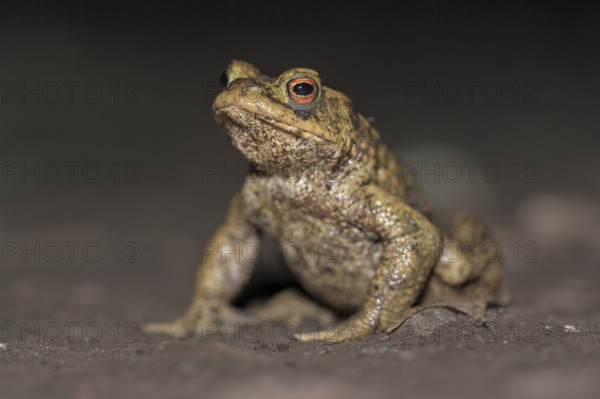 Common toad (Bufo bufo), single male, on the way to spawning waters, evening, toad migration,