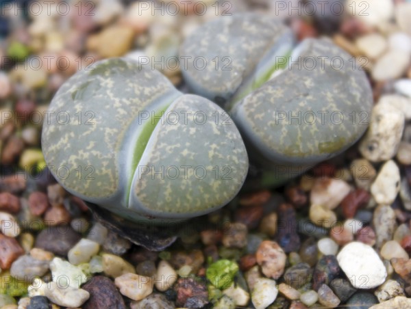 Beautiful succulent plant in greenhouse. Closeup, floral patterns, selective focus