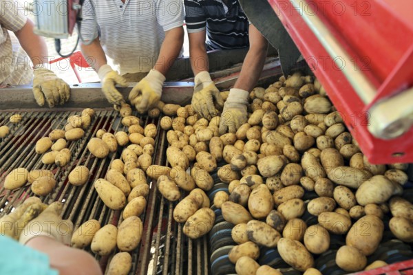 Agriculture potato harvesting with harvester (Mutterstadt, Rhineland-Palatinate)
