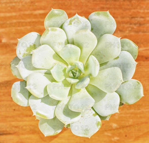 Beautiful little plant, succulent in a small flower pot. on the wooden background