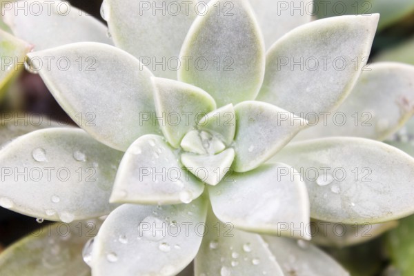 Beautiful succulent plant in greenhouse. Closeup, floral patterns, selective focus