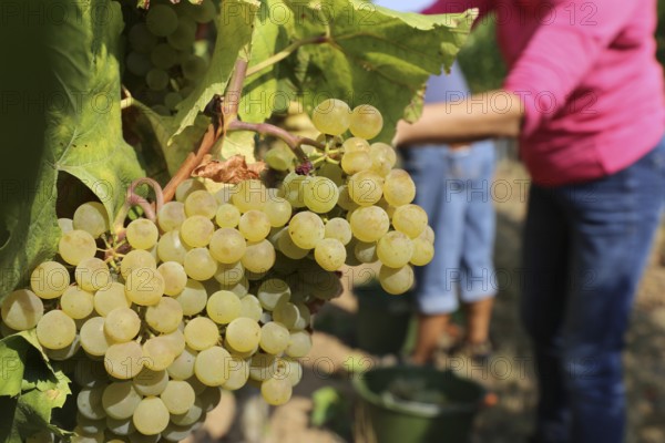 Grape grape harvest: Manual harvest of Chardonnay grapes in a vineyard in the Palatinate
