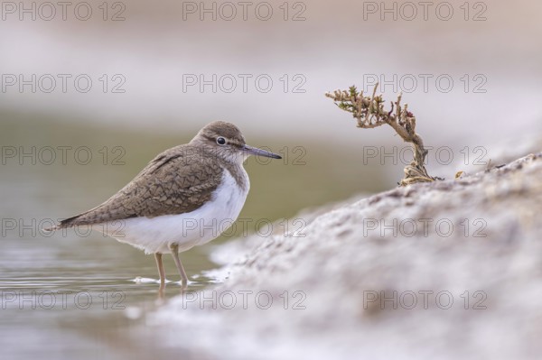 Common sandpiper (Actitis hypoleucos) Snipe bird, searching for food in the mud, shallow water