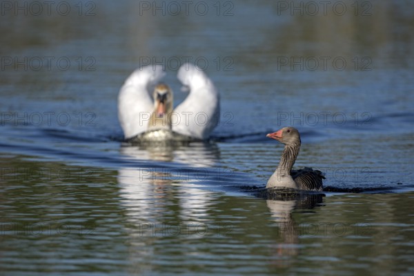 Greylag goose (Anser anser) and mute swan (Cygnus olor), greylag goose being chased by a