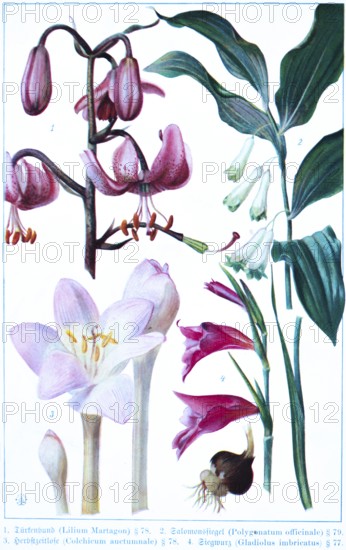 Botany, Turk's cap (Lilium Martagon), Solomon's seal (Polygonatum officinale), autumn crocus