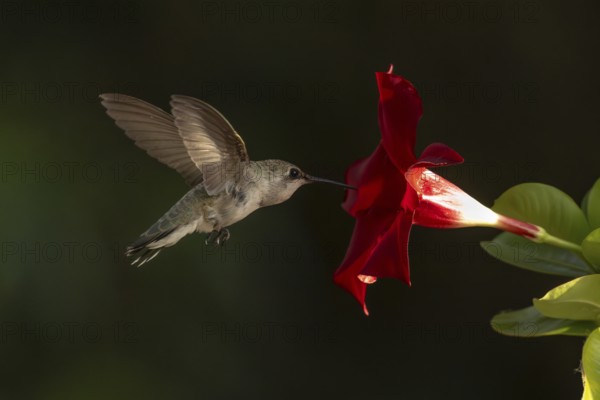 Anna's hummingbird (calypte anna) enjoying the red mandevilla