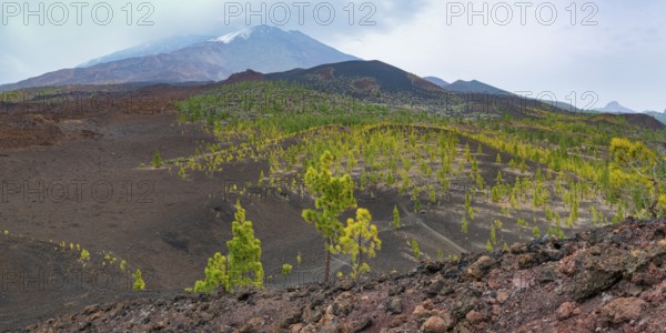 Canary Island pines (Pinus canariensis), Mirador de Chio, Teide National Park, Tenerife, Canary