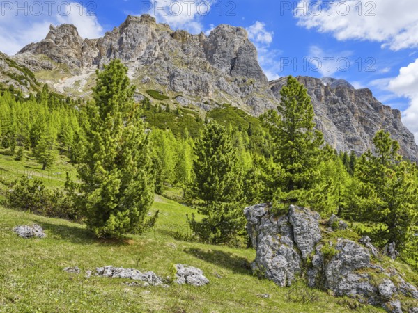 Passo di Falzarego with Tofane and Lagazuoi, trees in front of the Dolomites, Belluno, Italy,