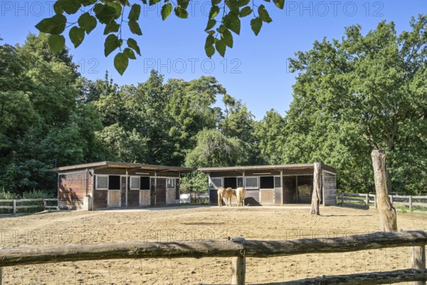 Haflinger, Gutshof am Britzer Schloss, Alt-Britz, Neukölln, Berlin, Germany, Europe