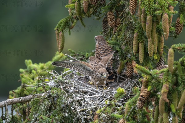 Common kestrel (Falco tinnunculus), young birds not yet ready to fly in the nest,