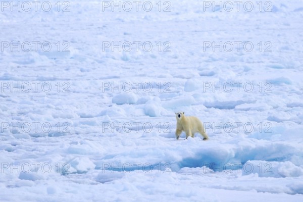 Lone polar bear (Ursus maritimus) hunting on pack ice, drift ice in the Arctic Ocean along the
