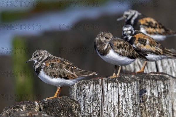 Ruddy turnstones (Arenaria interpres) two juveniles and adults in breeding plumage resting on