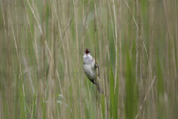 Great reed warbler (Acrocephalus arundinaceus) male singing from reed stem in reedbed in spring