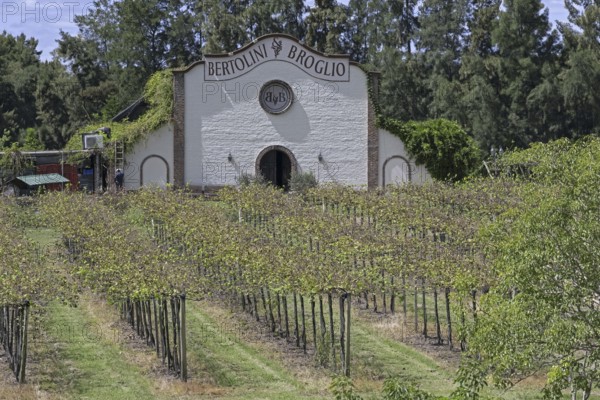 Vineyard and winery of Bertolini y Broglio Bodega Boutique near Salto, northwestern Uruguay