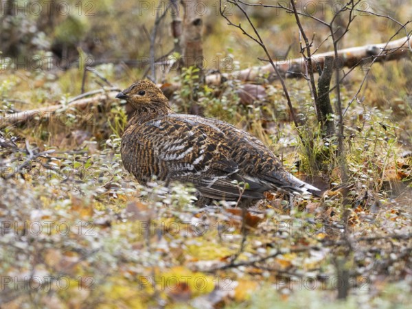 Hazel Grouse (Bonasa bonasia) adult female with wet plumage after it has been raining, crouching on
