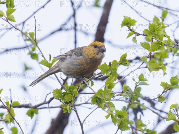 Pine Grosbeak (Pinicola enucleator), adult female, perched on Birch tree branch, May, Finnish