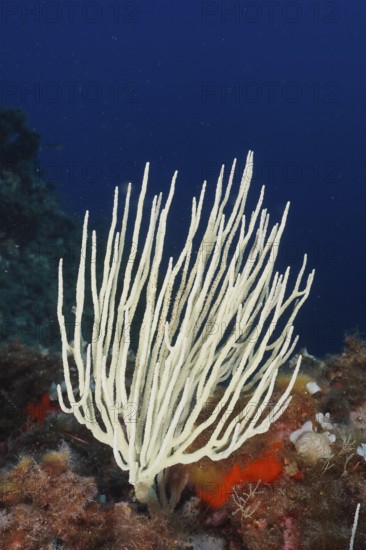 White gorgonian (Eunicella singularis) rising from a colourful reef. Dive site Giens Peninsula,