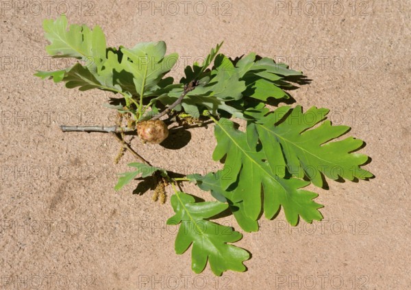 Green oak leaves on a small branch on light-coloured ground, gall on an oak caused by a sponge gall