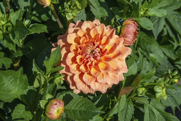 Flowering Dahlias (Dahlia), variety Just Marriwd in the Dahlia Farm in Löderup, Ystad municipality,