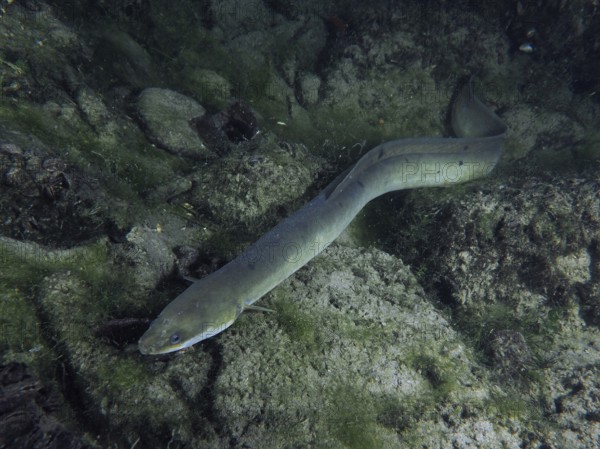 Grey European eel (Anguilla anguilla) in a rocky environment with algae. Dive site Klosterinsel,
