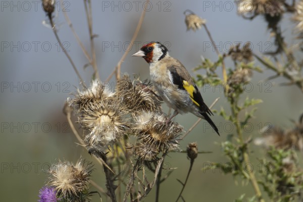 European goldfinch (Carduelis carduelis) adult bird on a Spear thistle seedhead in the summer,
