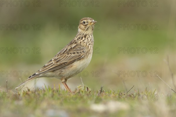 Eurasian skylark (Alauda arvensis) adult bird on grassland, England, United Kingdom, Europe