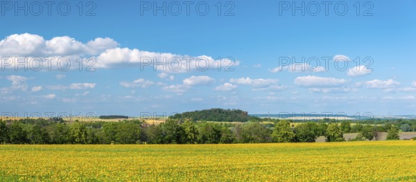 Field with marigolds (Calendula officinalis), medicinal plant, blue sky with cumulus clouds, near