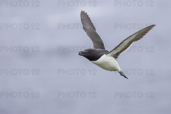 Razorbill (Alca torda), flies, Grimsey Island, Iceland, Europe