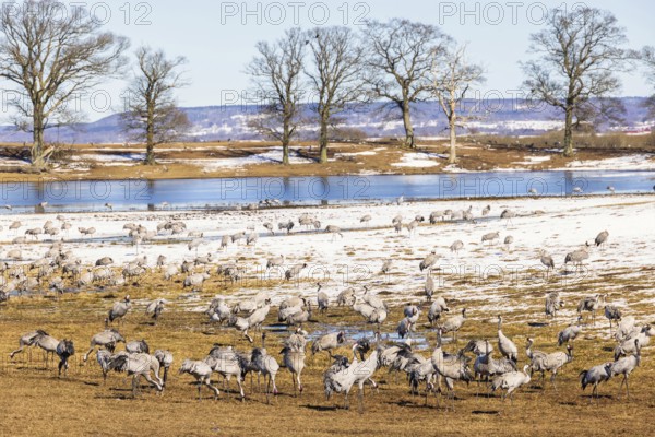 Flock of cranes on a snowy meadow on an early spring day, Hornborgasjön, Sweden, Europe