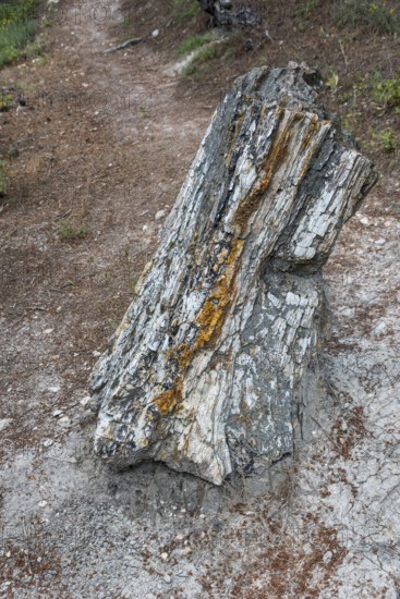 Standing fossilised tree trunk with distinctive grain and colour stripes, Petrified Forest,