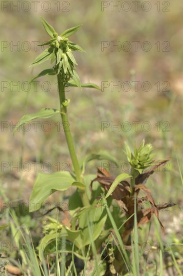 Tremol's helleborine (Epipactis tremolsii, Epipactis helleborine subsp. tremolsii), Provence,