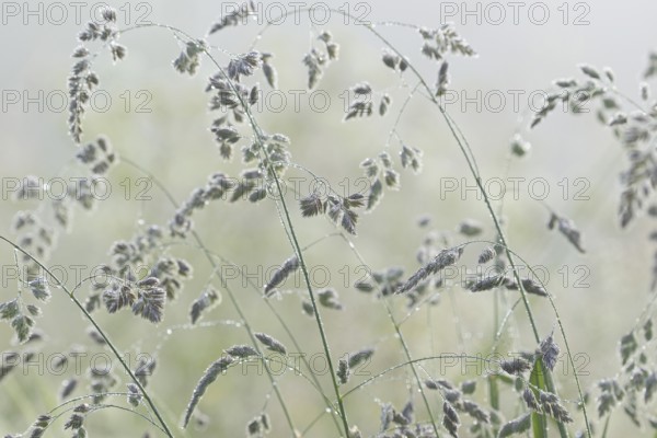 Orchard grass (Dactylis glomerata) with morning dew in fog, North Rhine-Westphalia, Germany, Europe