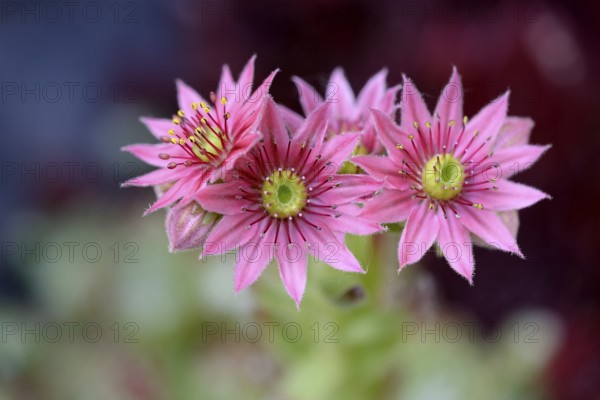 Houseleek (Sempervivum), inflorescence, North Rhine-Westphalia, Germany, Europe