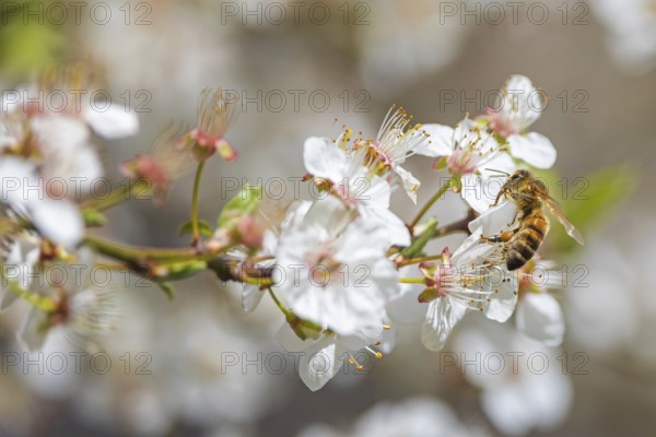 Western honey bee (Apis mellifera) fruit blossom, petals, honey bee, beekeeper, organic honey,