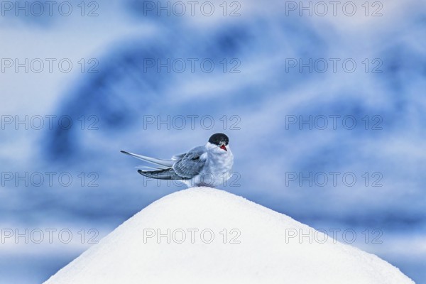 Arctic tern (Sterna paradisaea) sitting on top of a iceberg in Arctic, Svalbard, Norway, Europe