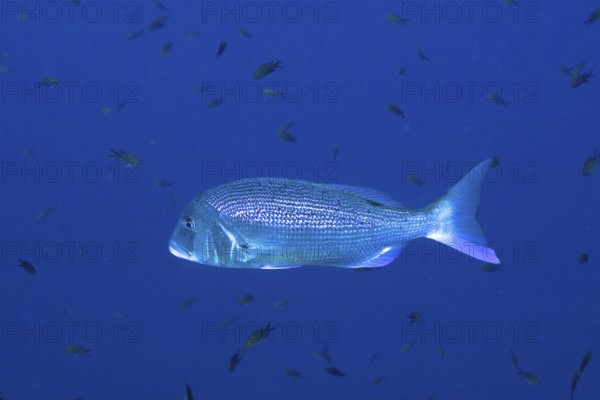 Common dentex (Dentex dentex) in the Mediterranean Sea near Hyères. Dive site Giens Peninsula, Côte