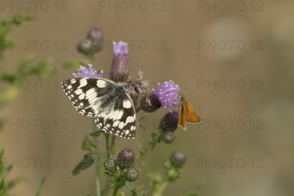 Marbled white (Melanargia galathea) butterfly feeding on a Creeping thistle flower in the summer,