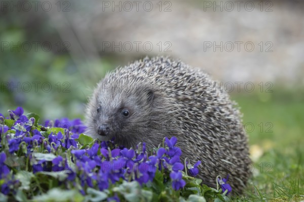 European hedgehog (Erinaceus europaeus) adult animal walking across flowering Violet flowers in a