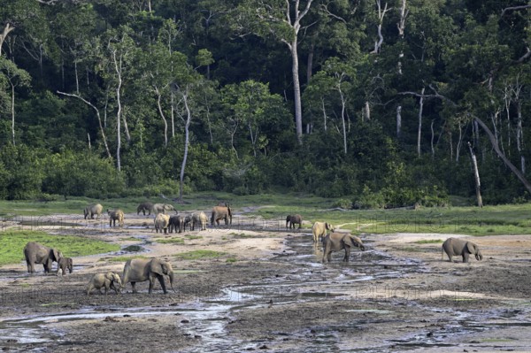 African forest elephants (Loxodonta cyclotis) in the Dzanga Bai forest clearing, Dzanga-Ndoki