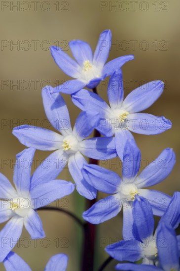 Lucile's glory-of-the-snow (Chionodoxa luciliae), flowers, ornamental plant, North