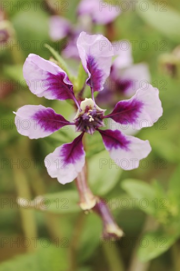 Quiverflower 'Vienco Lavender' (Cuphea llavea), flower, ornamental plant, North Rhine-Westphalia,